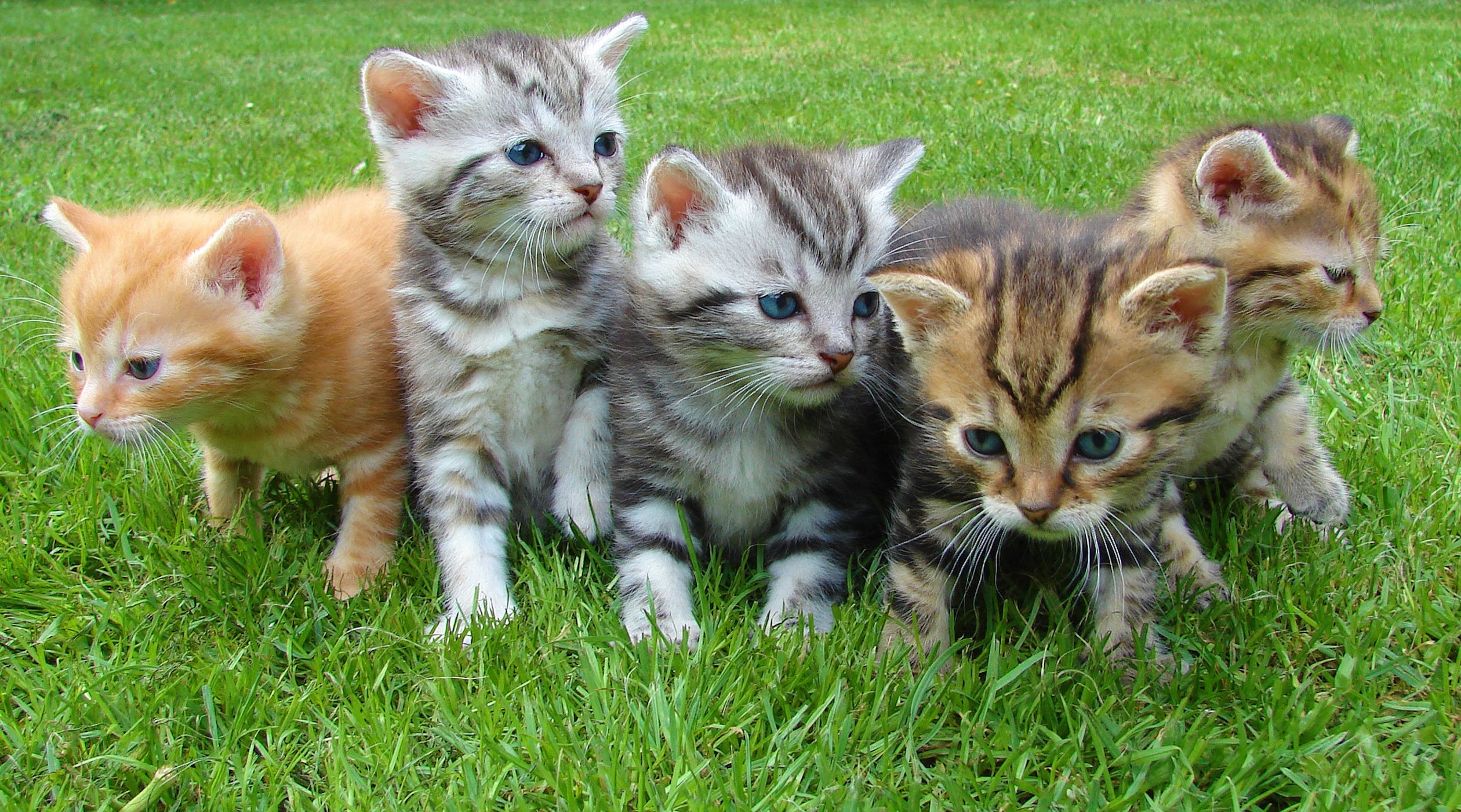Des chatons (Alt)